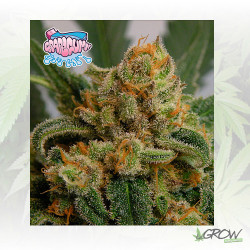 Grapegum Ripper Seeds - 5 Seeds