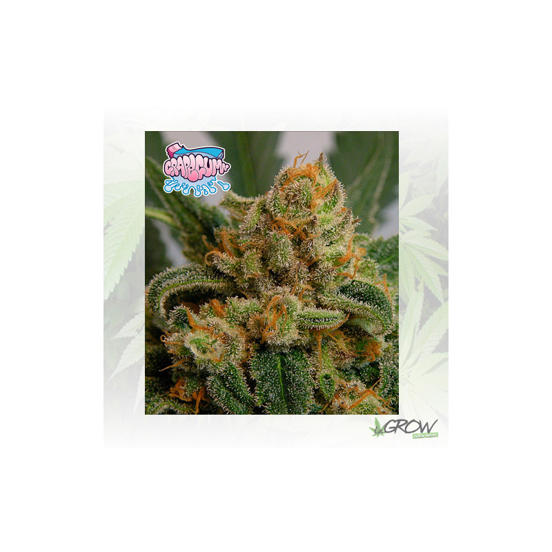 Grapegum Ripper Seeds - 5 Seeds