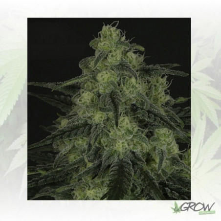 BlackValley Ripper Seeds - 3 Seeds