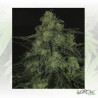 BlackValley Ripper Seeds - 3 Seeds