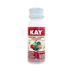 Kay 24 JED Massó - 8cc