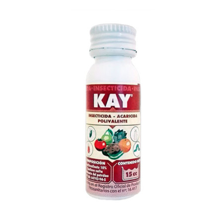 Kay 24 JED Massó - 8cc