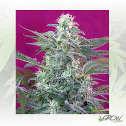 Big Foot Sweet Seeds - 5 Seeds