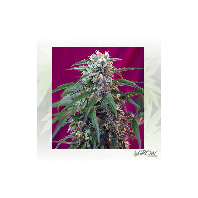Green Poison Auto® Sweet Seeds - 3 Seeds