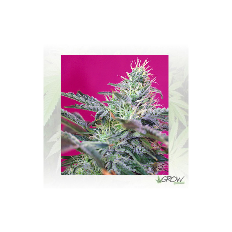 Sweet Cheese Auto® Sweet Seeds - 3 Seeds