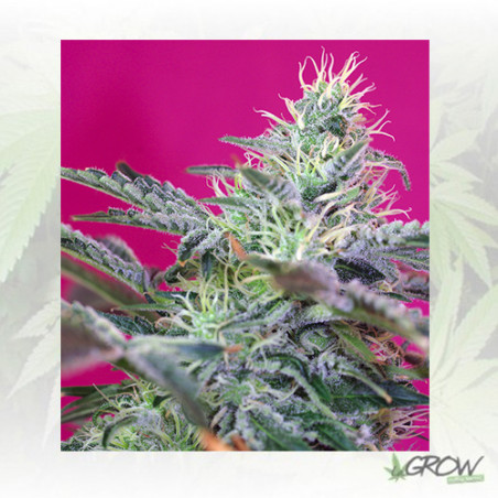 Sweet Cheese Auto® Sweet Seeds - 3 Seeds
