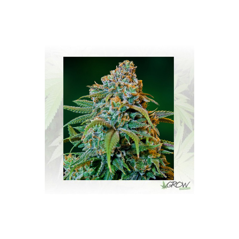 Liberty Haze Barney's Farm - 10 Seeds