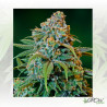 Liberty Haze Barney's Farm - 10 Seeds