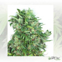 Think Different Dutch Passion - 3 Seeds