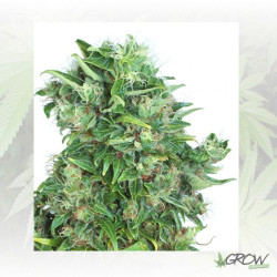 Think Different Dutch Passion - 3 Seeds