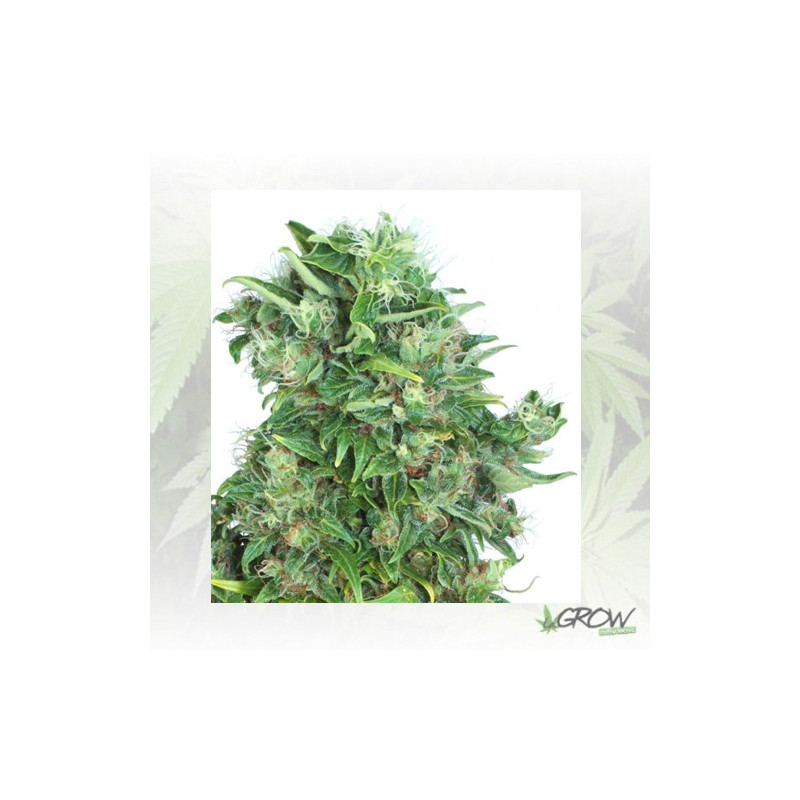Think Different Dutch Passion - 3 Seeds