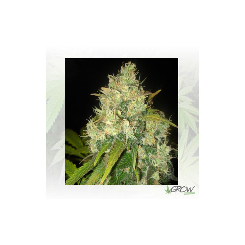 Black Russian Delicious Seeds - 3 Seeds