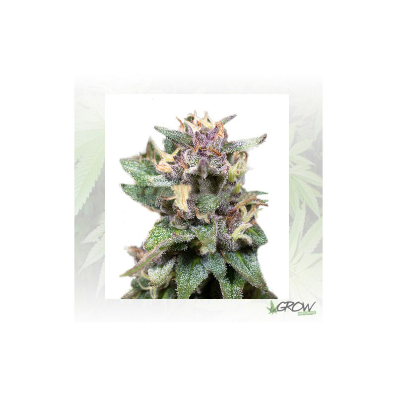 Blue Hell Medical Seeds - 1 Seed