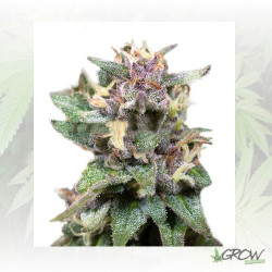 Blue Hell Medical Seeds - 3 Seeds