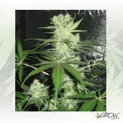 King Kong Dr. Underground - 4 Seeds