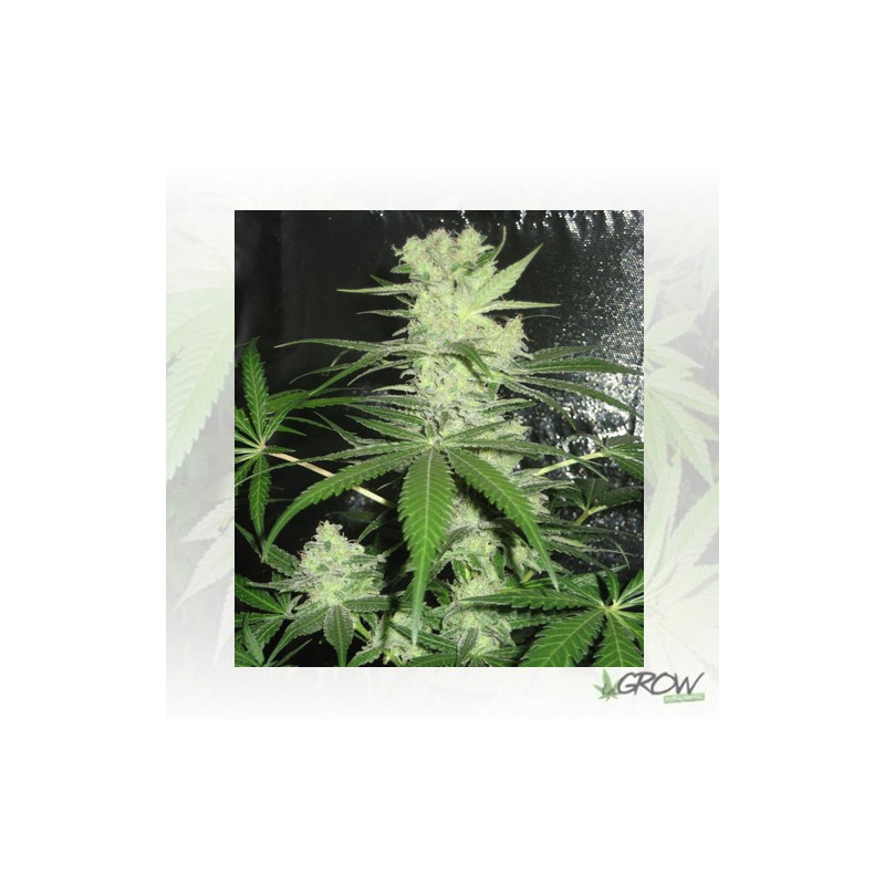 King Kong Dr. Underground - 4 Seeds