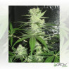King Kong Dr. Underground - 4 Seeds