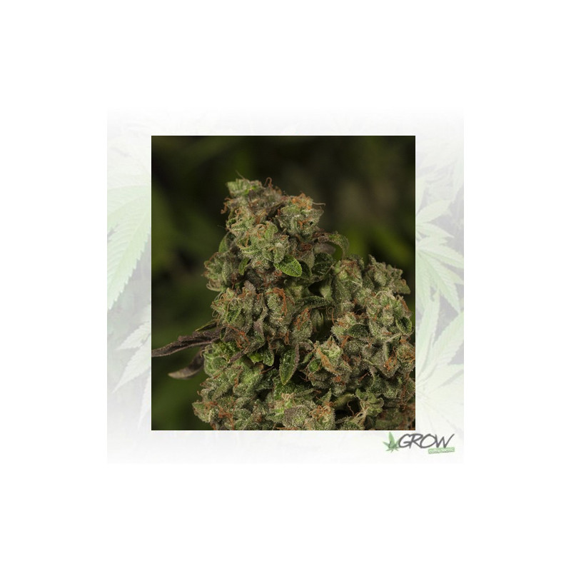OG Reek'N Devil's Harvest Seeds Reg. - 10 Seeds
