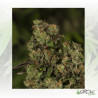 OG Reek'N Devil's Harvest Seeds Reg. - 10 Seeds