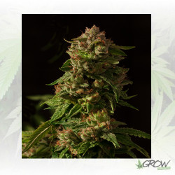 Fallen Angel Reg. Devil's Harvest Seeds - 10 Seeds