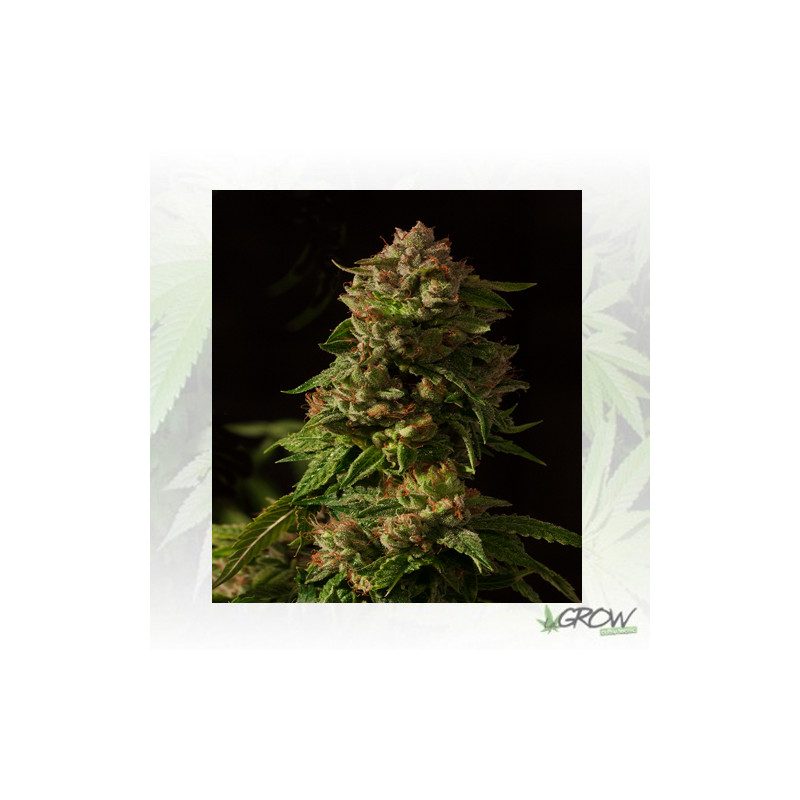 Fallen Angel Reg. Devil's Harvest Seeds - 10 Seeds