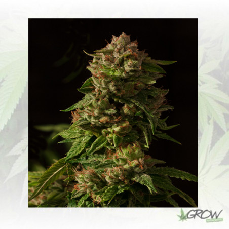 Fallen Angel Devil's Harvest Seeds - 5 Seeds
