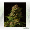 Fallen Angel Devil's Harvest Seeds - 5 Seeds