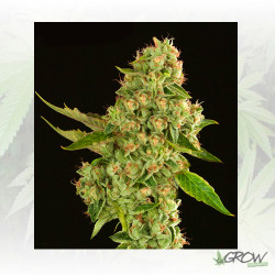 Kuchi Regular Devil's Harvest Seeds - 10 Seeds