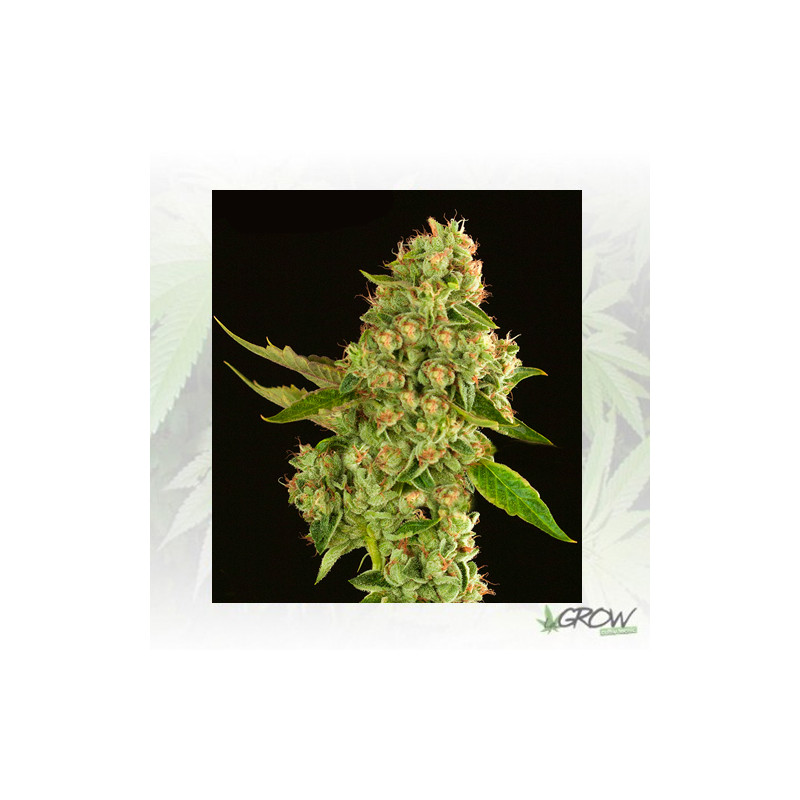 Kuchi Regular Devil's Harvest Seeds - 10 Seeds