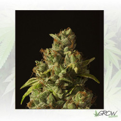 Rollex OG Kush Devil's Harvest Seeds - 3 Seeds