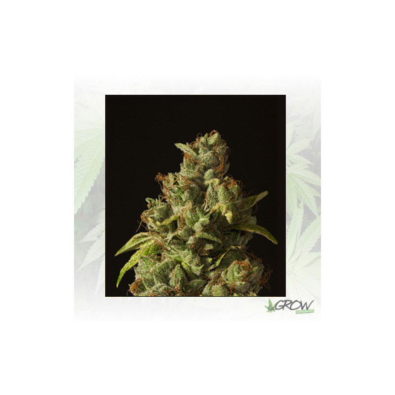 Rollex OG Kush Devil's Harvest Seeds - 10 Seeds