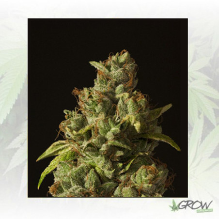 Rollex OG Kush Devil's Harvest Seeds - 10 Seeds