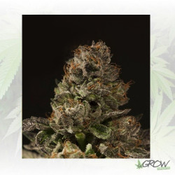 Strawberry Sour Diesel Devil's Harvest - 10 Seeds