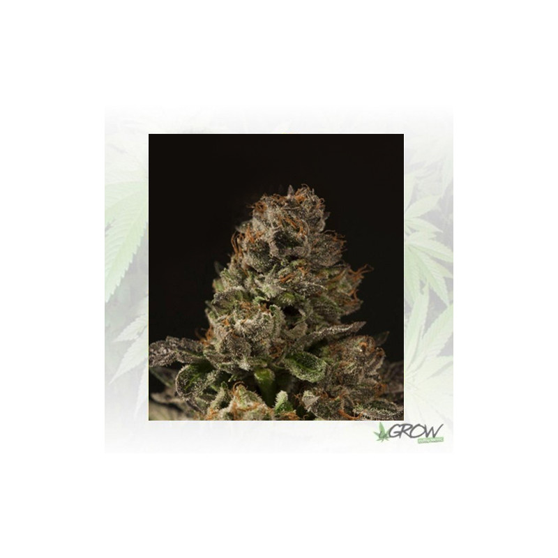 Strawberry Sour Diesel Devil's Harvest - 10 Seeds