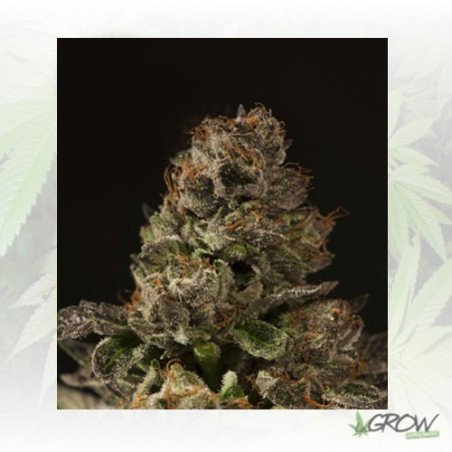 Strawberry Sour Diesel Devil's Harvest - 10 Seeds