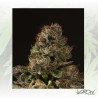 Strawberry Sour Diesel Devil's Harvest - 10 Seeds