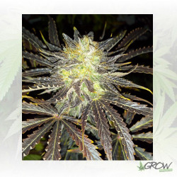 Auto Daiquiri Lime® Dutch Passion - 3 Seeds