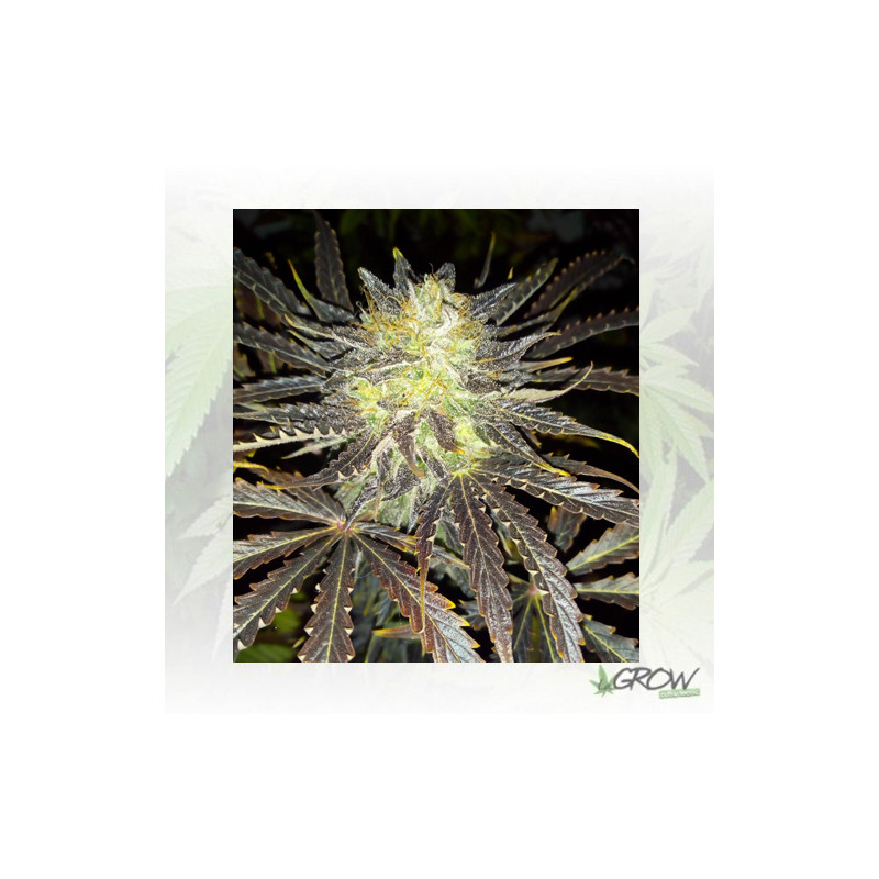 Auto Daiquiri Lime® Dutch Passion - 3 Seeds