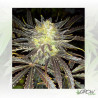 Auto Daiquiri Lime® Dutch Passion - 3 Seeds