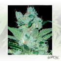 Critical Neville Haze Delicious Seeds - 1 Seed