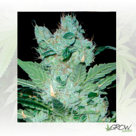 Critical Neville Haze Delicious Seeds - 1 Seed