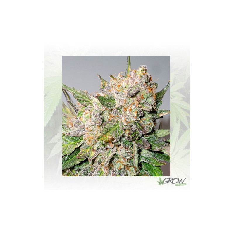 Auto Glueberry O.G.® Dutch Passion - 3 Seeds