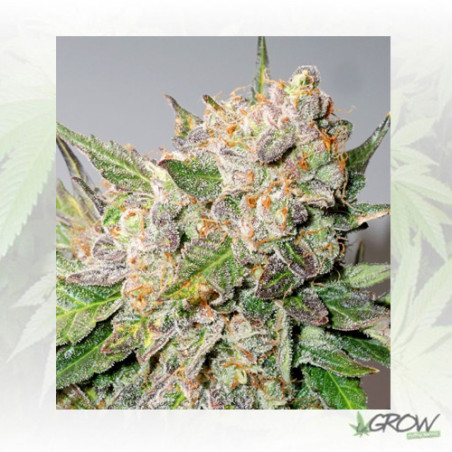 Auto Glueberry O.G.® Dutch Passion - 3 Seeds