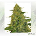 Chem Dawg CBD Botanic - 5 Seeds