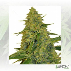 Chem Dawg CBD Botanic - 5 Seeds