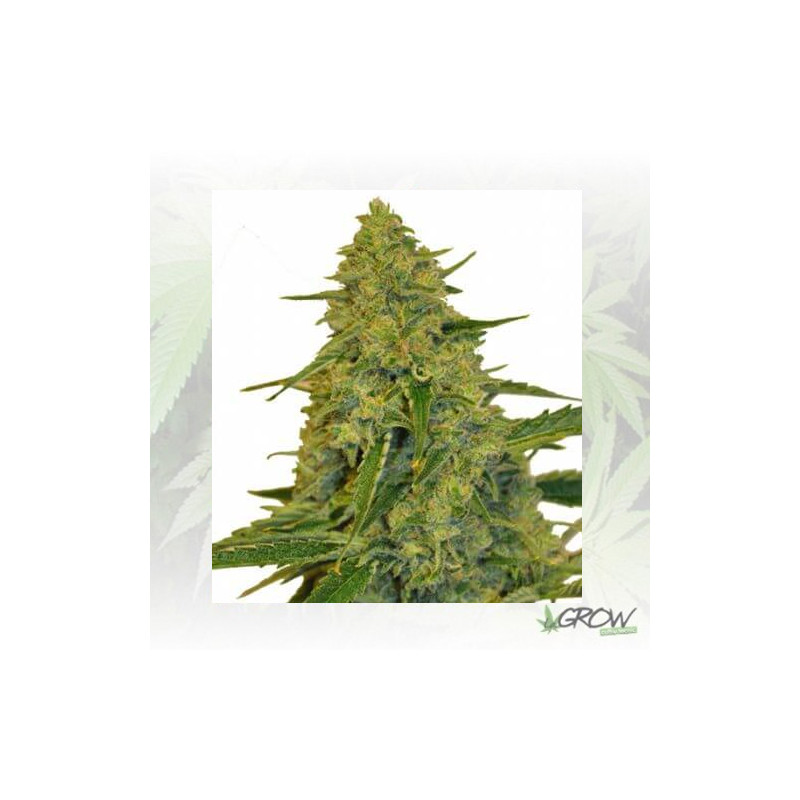 Chem Dawg CBD Botanic - 5 Seeds