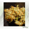 Belladonna Paradise Seeds - 10 Seeds