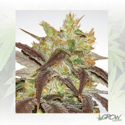 Spoetnik 1 Paradise Seeds - 5 Seeds