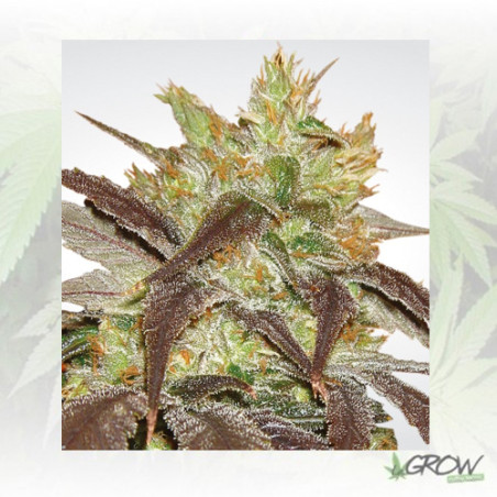Spoetnik 1 Paradise Seeds - 5 Seeds