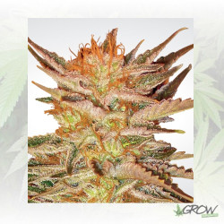 Ice Cream Paradise Seeds - 5 Seeds
